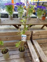 Potted pink fantasy climbing clematis