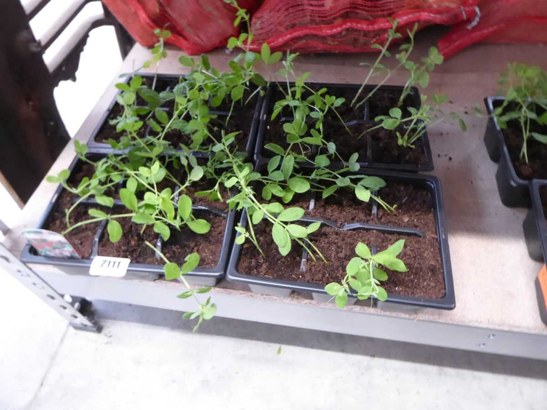 4 trays of Spencer sweet peas