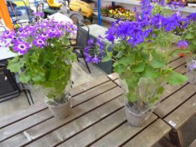 Pair of potted violet bicolour senetti