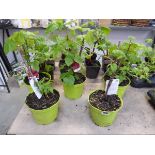 5 potted raspberry fruit canes