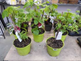 5 potted raspberry fruit canes