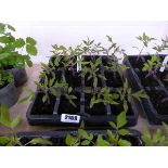 Tray containing 12 Money Maker tomato plants