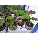 Tray containing 10 pots of Cambridge Favourite strawberry plants