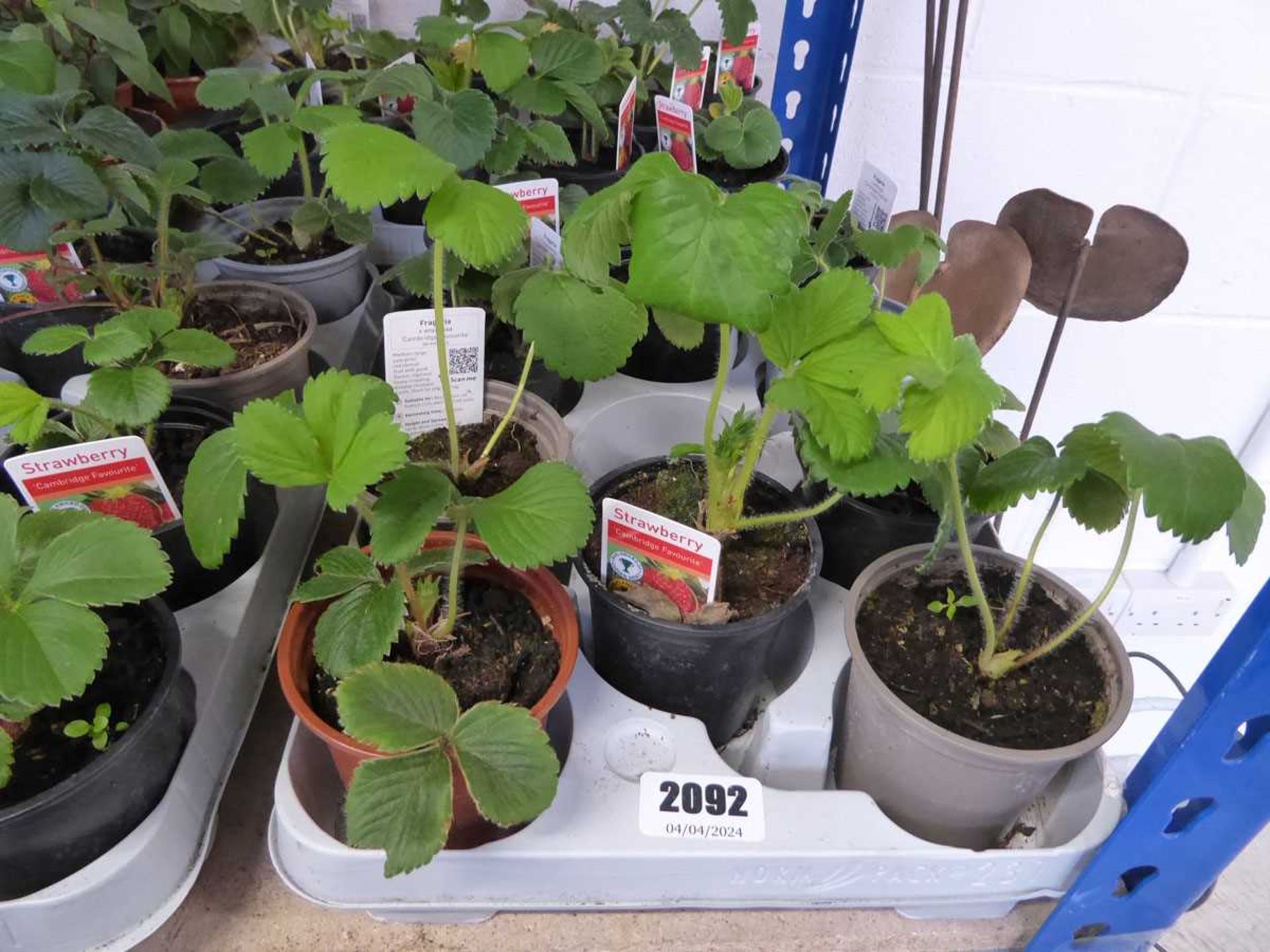 Tray containing 10 pots of Cambridge Favourite strawberry plants