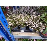 Tray containing 9 pots of heather