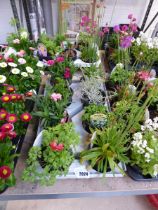 Tray containing 8 pots of mixed perenial plants