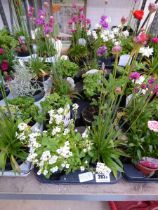 Tray containing 8 pots of mixed perenial plants