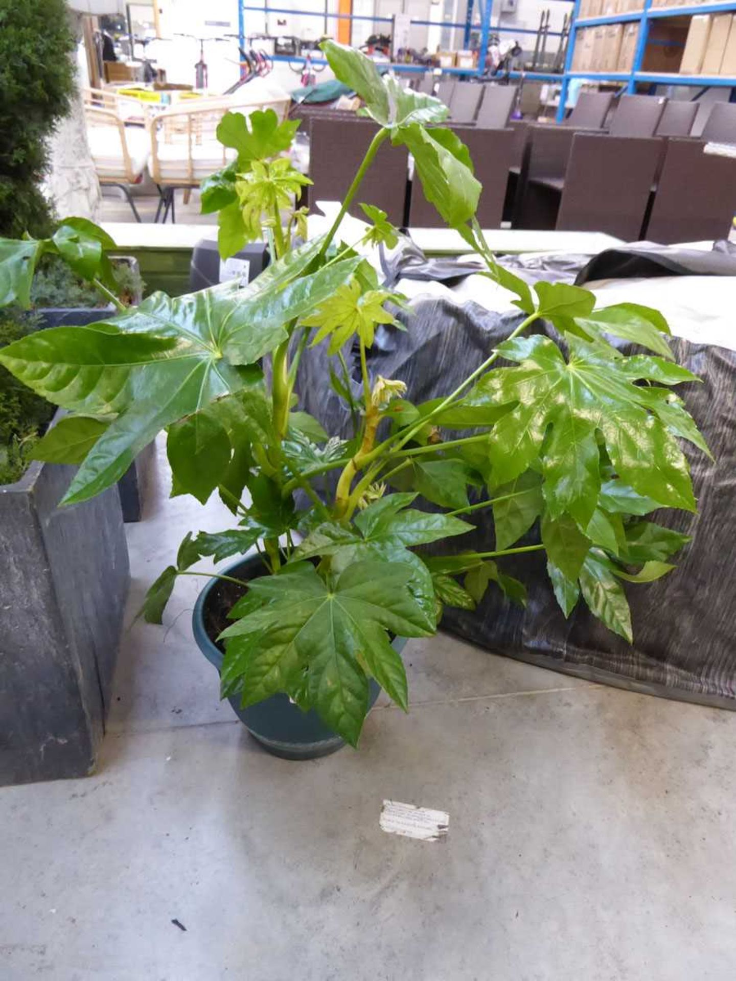 Large potted indoor plant