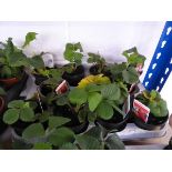 Tray containing 10 pots of Cambridge Favourite strawberry plants