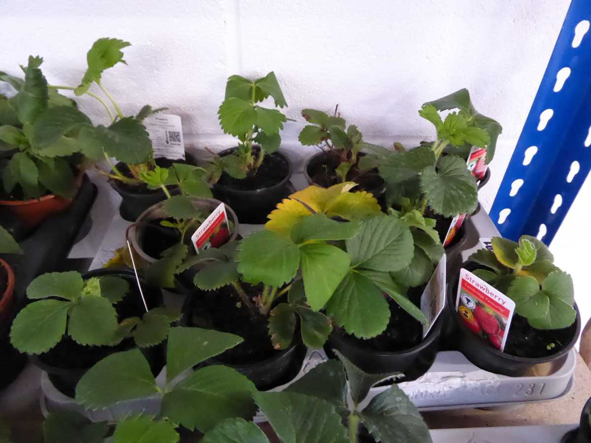 Tray containing 10 pots of Cambridge Favourite strawberry plants