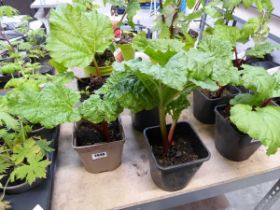 4 potted rhubarb