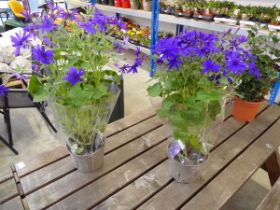 Pair of potted violet bicolour senetti