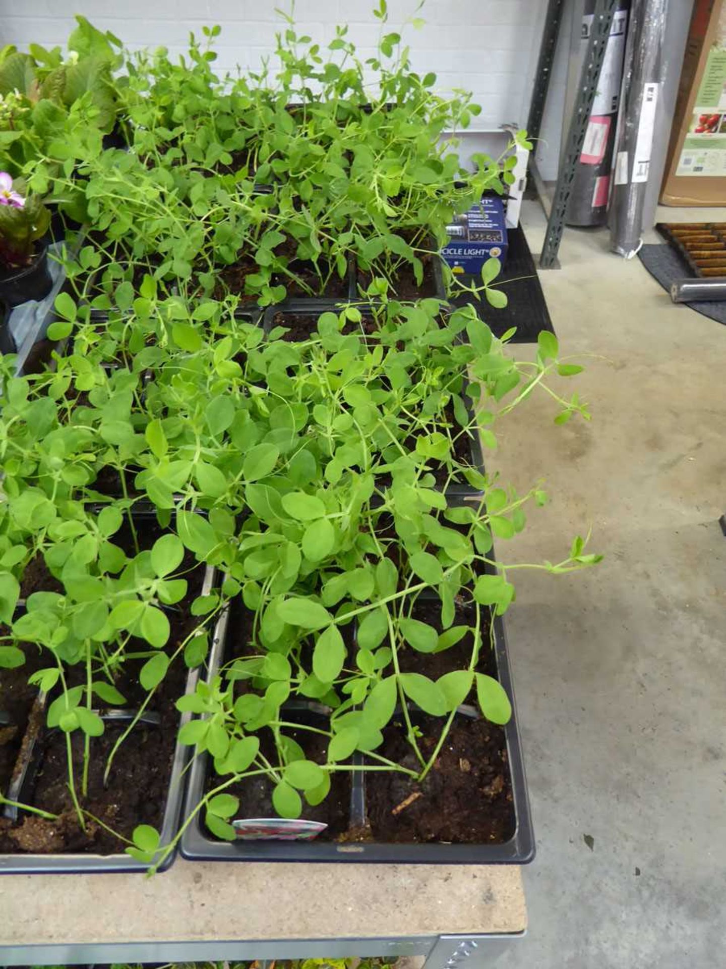 4 trays of Spencer sweet peas