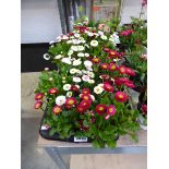 Tray containing 12 pots of bellis daisies