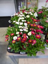 Tray containing 12 pots of bellis daisies