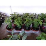 Tray containing 11 pots of fuschia plants