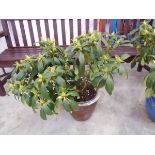 Large potted Libetto purple flowering rhododendrum