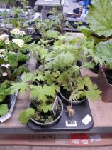 Tray containing 6 large pots of magic fountain mixed delphiniums