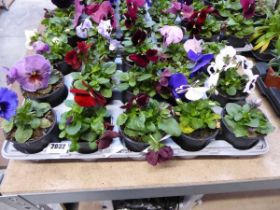 Tray containing 15 pots of pansies