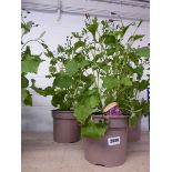 Pair of potted magenta senetti