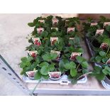 Tray containing 15 pots of pegasus strawberry plants