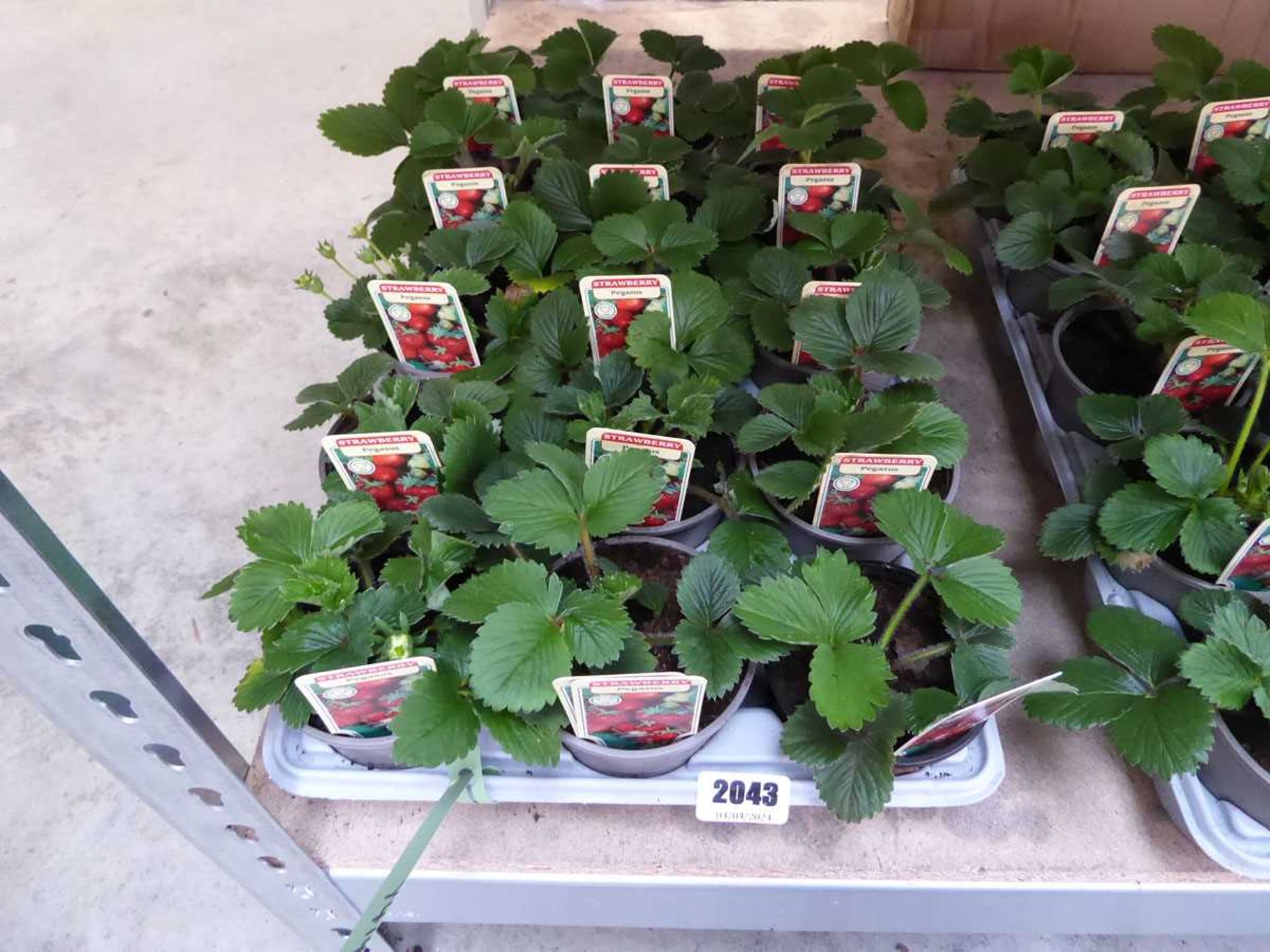 Tray containing 15 pots of pegasus strawberry plants