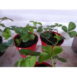 2 strawberry planters