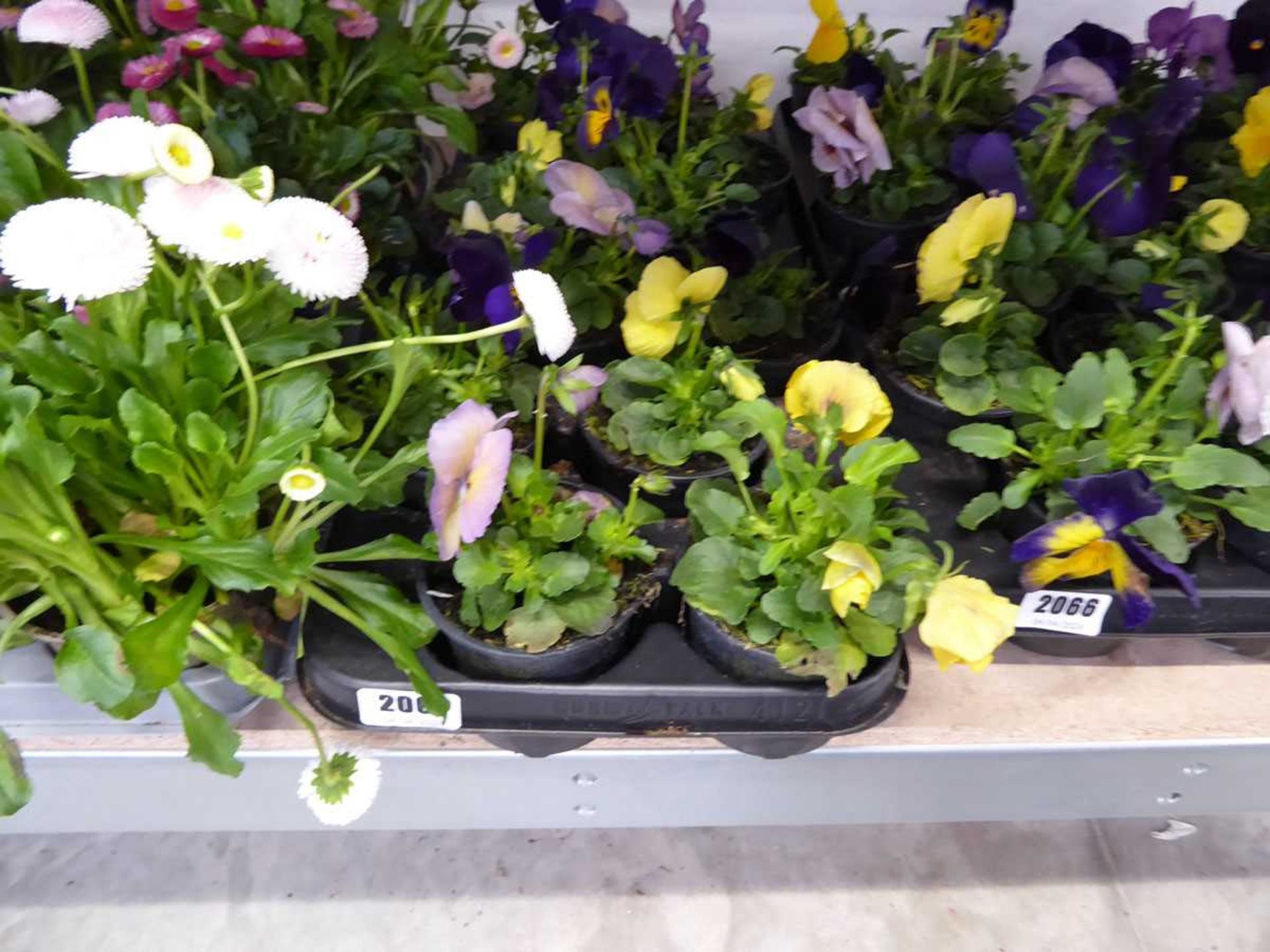 Tray containing pansies