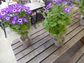 Pair of potted violet bicolour senetti