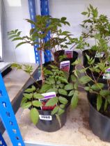 3 potted red astilbe herbaceous perennial plants
