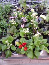 Tray containing 15 pots of mixed primulas