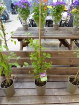 Potted Mrs N. Thompson climbing clematis