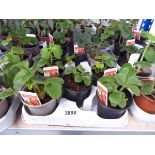 Tray containing 10 pots of Cambridge Favourite strawberry plants