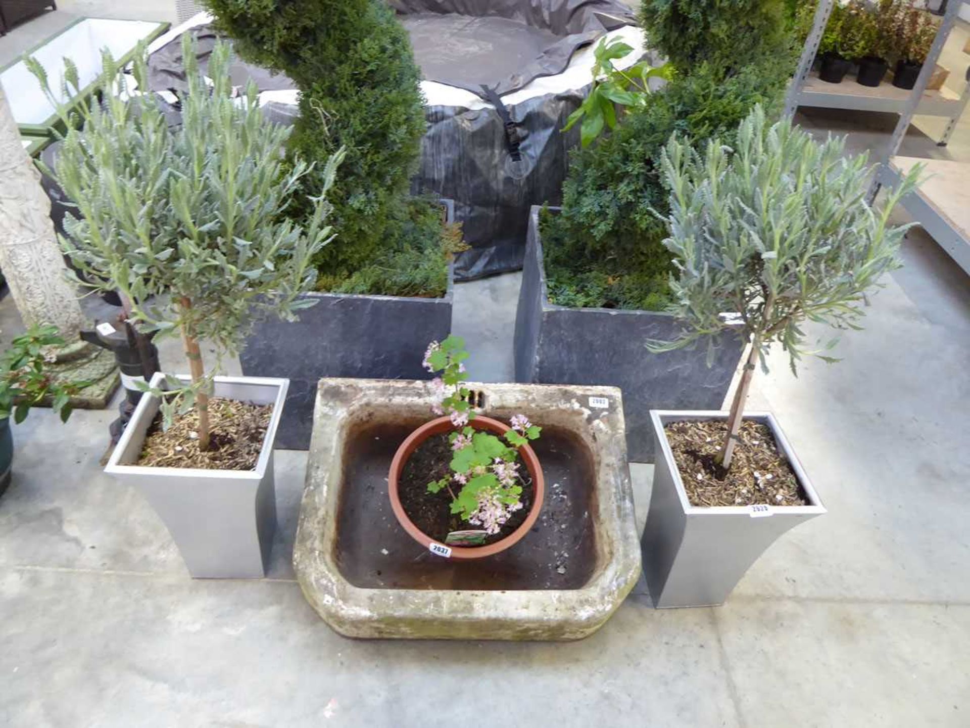 Pair of lavender patio pots