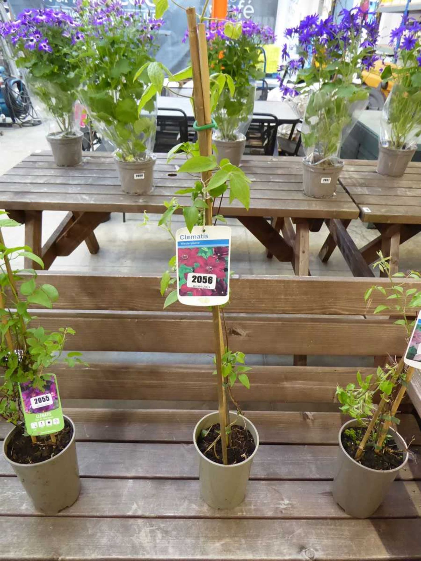 Potted Westerplatte climbing clematis