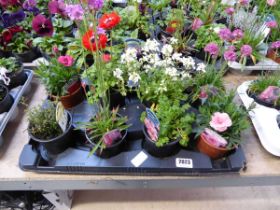 Tray containing 8 pots of mixed perenial plants