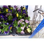 Tray containing pansies