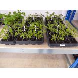 Tray containing 12 Money Maker tomato plants