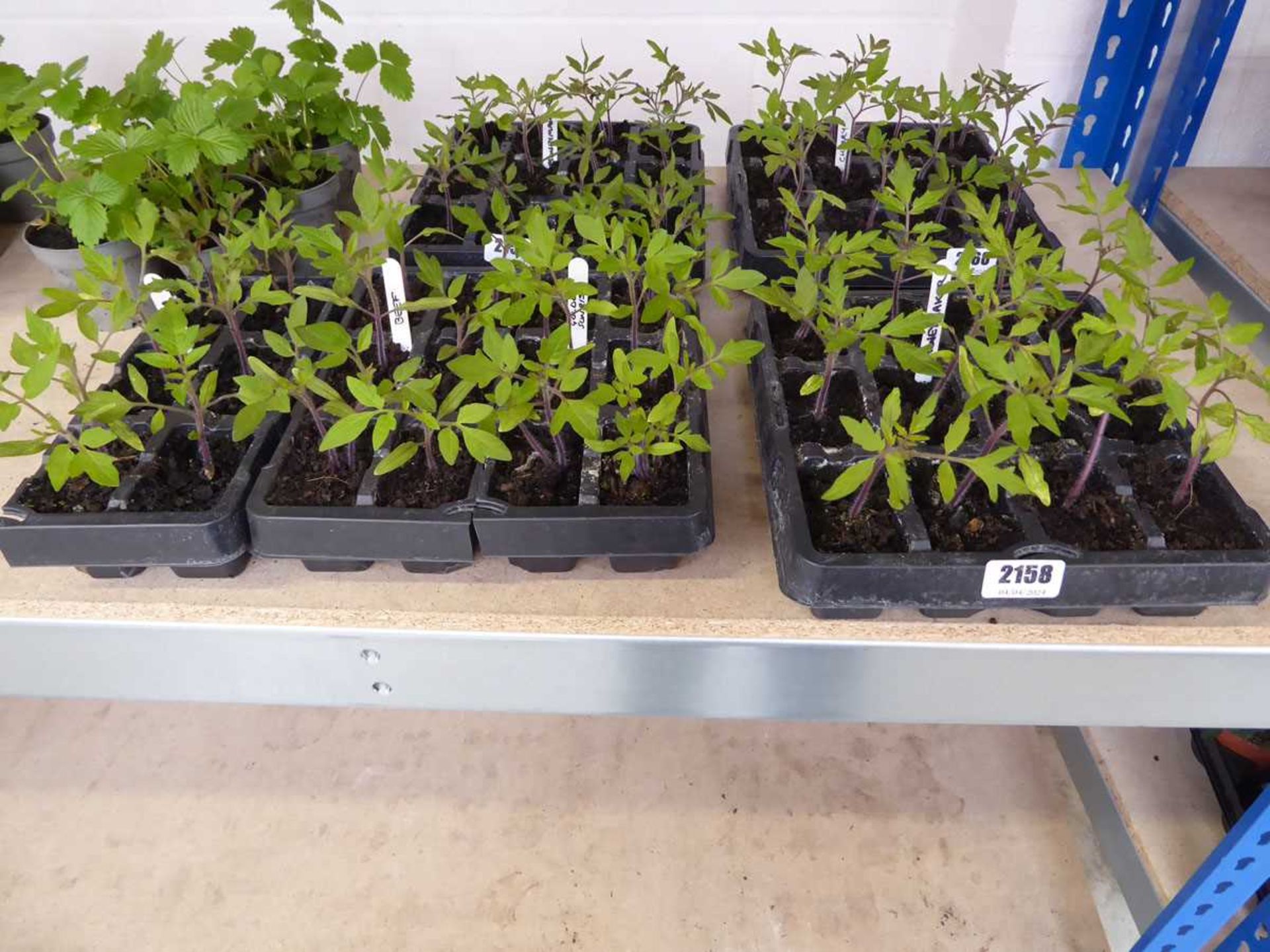 Tray containing 12 Money Maker tomato plants