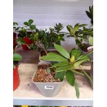 4 potted rhododendron shrubs