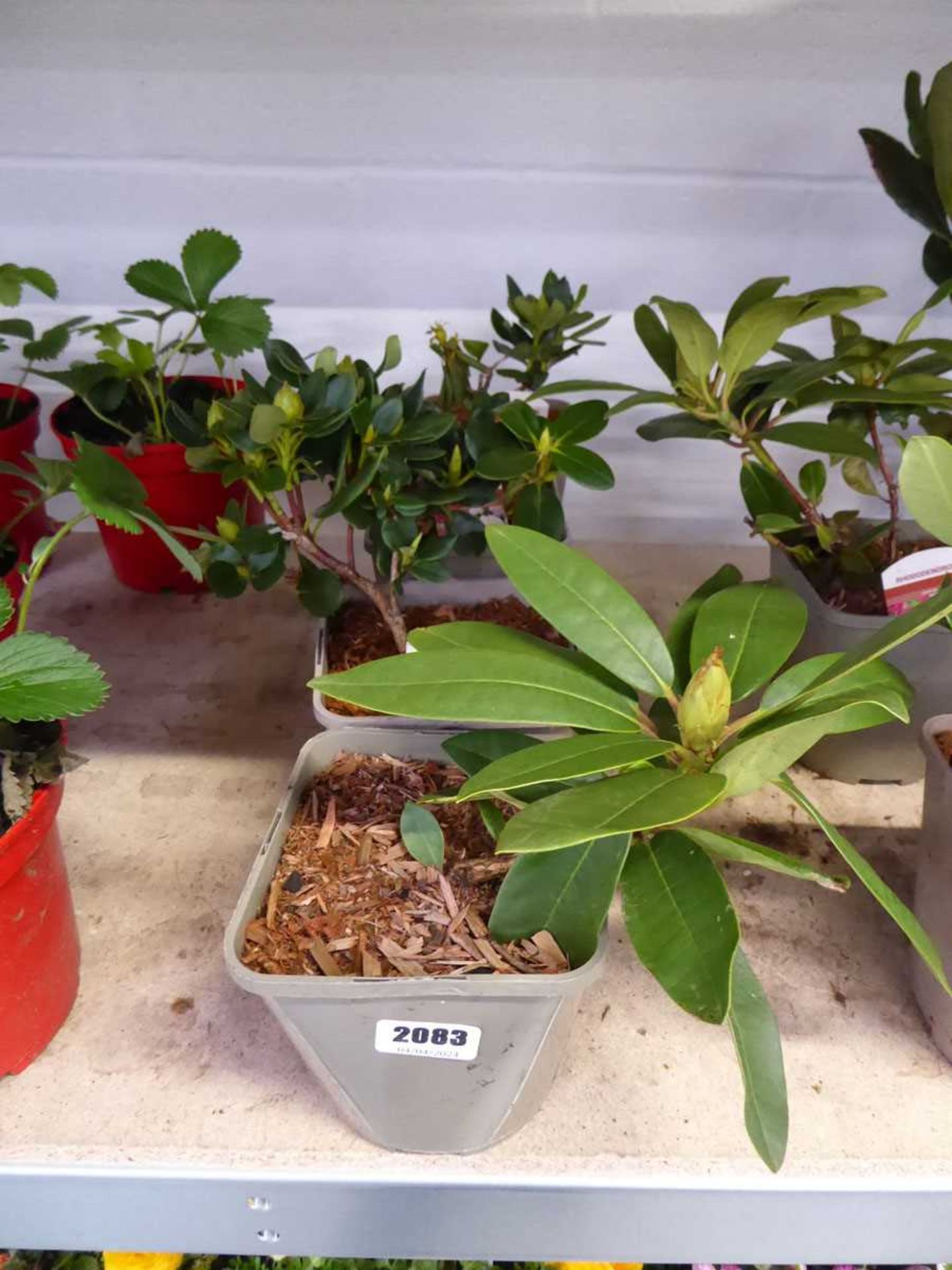 4 potted rhododendron shrubs