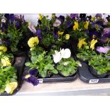Tray containing pansies