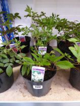 3 potted white astilbe herbaceous perennial plants