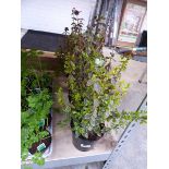 4 potted euonymus