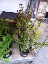 4 potted euonymus