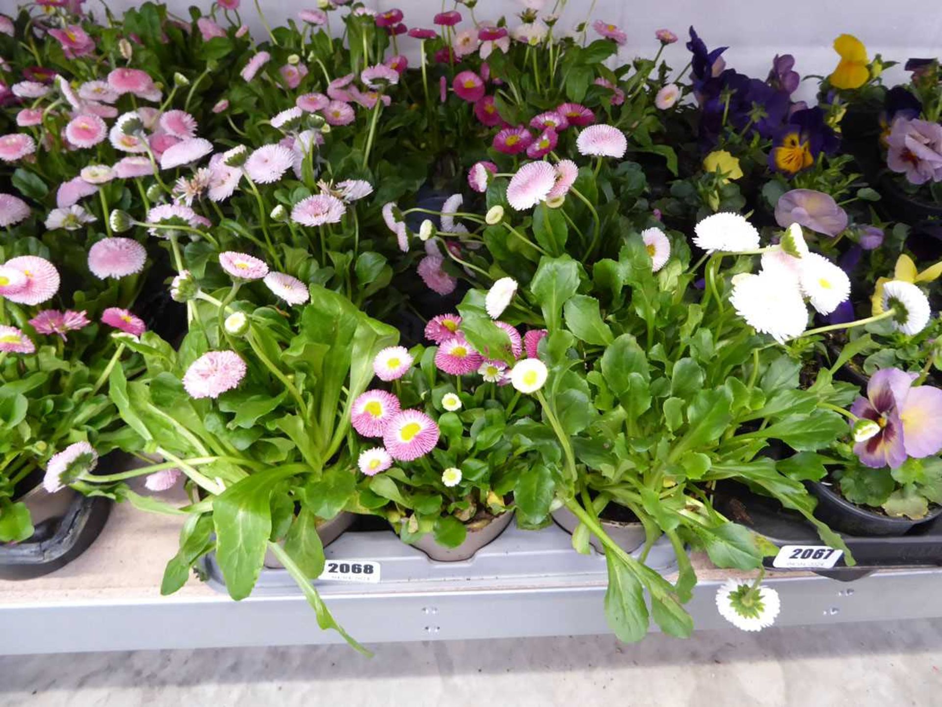 Tray of bellis daisies