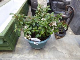 Potted Eve Prince viburnum