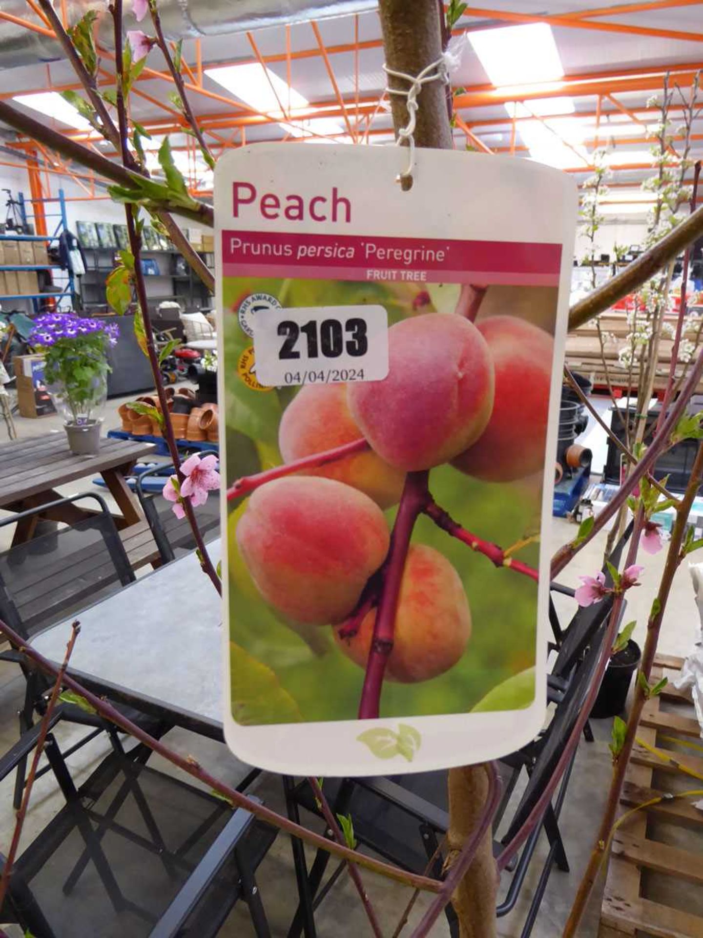 Peach Peregrine fruit tree - Image 2 of 2