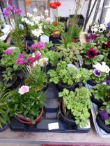 Tray containing 8 pots of mixed perenial plants