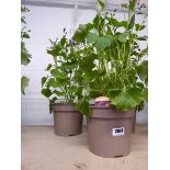 Pair of potted magenta senetti